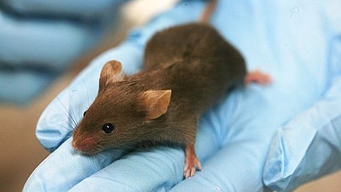  Much of our current knowledge of PD-1’s functions comes from studies in mice, grounded on the assumption that rodent and human biology operate similarly. (Representational image: Wikimedia Commons)