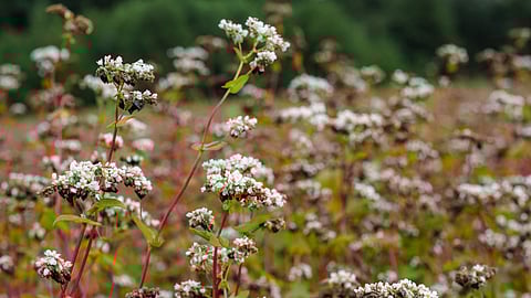 The blooming buckwheat.