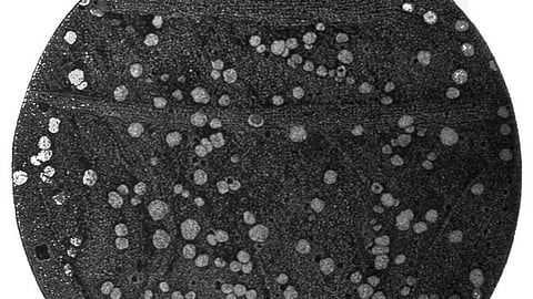 Brain cells (Wikimedia Commons)