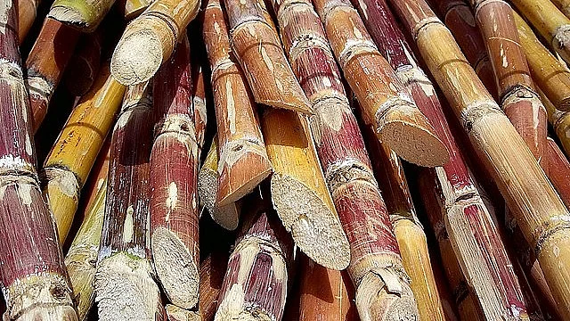 Advanced biofuels are developed from various organic materials, including agricultural waste, algae, and dedicated energy crops. (Representational image: Wikimedia Commons)