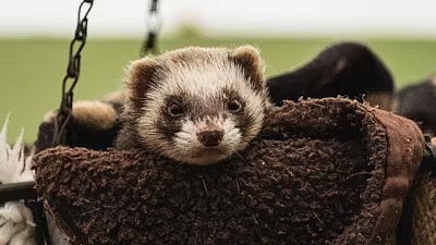 Ferrets are a common model for studying how influenza viruses that primarily affect birds are able to adapt to mammals. (Unsplash)