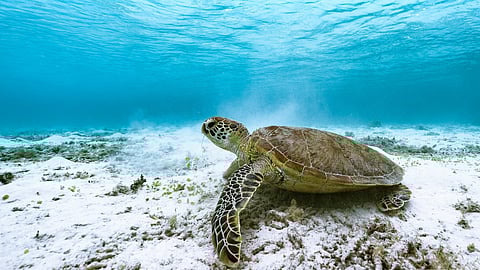 The cost of a delicacy: Poisoning from sea turtle meat causes fatalities and widespread illness. (Representational Image: Pixabay)