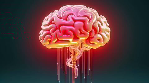 human brain