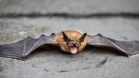 Bat guano, rich in nitrogen and phosphorus, is often hailed as a "natural" fertilizer that can boost plant growth. (Pixabay)