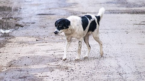 A black and white dog walking along a dirt road surrounded by greenery.