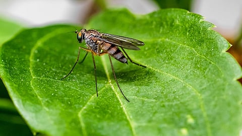 Previously unidentified disease circulating in the southwestern Kwango province is a severe form of malaria. (Pixabay)