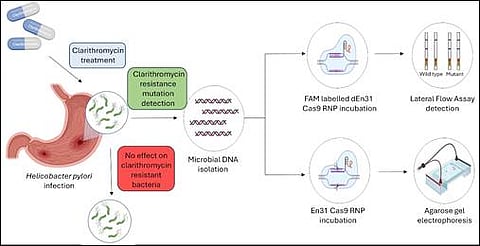 CRISPR-Cas9 based biosensing techniques face limitations due to the requirement of NGG PAM sequences at the recognition site while detecting mutations. (PIB)