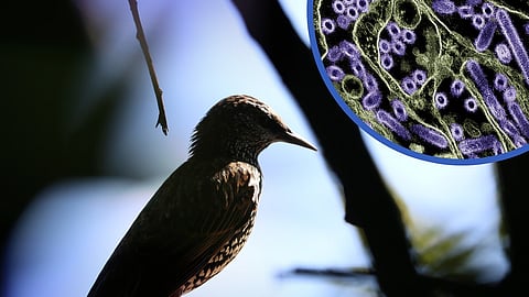 Bird Flu Outbreak Among Cattle, Raising Concerns of Pandemic Risk.