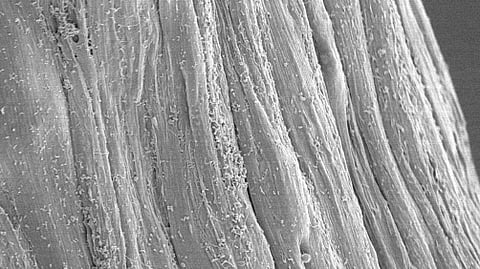 To confirm that their nerve conduits contained aligned grooves to guide nerve regeneration, the researchers used scanning electron microscopy. (Image: Journal of Neural Engineering)