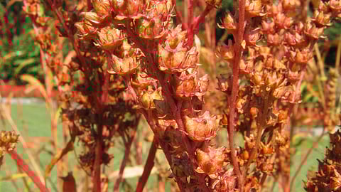 Penthorum chinense Pursh has been celebrated for its medicinal value, known for its potent antioxidant properties (Wikimedia Commons)