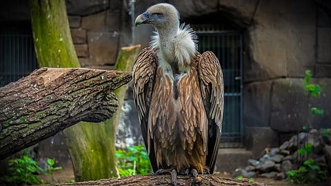 The study found that nimesulide exposure was a major contributor to declining vulture populations, as the drug entered their systems through livestock carcasses treated with it. (Pixabay)