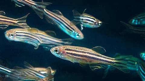Zebrafish gill cartilage had five of the fourteen sequences they found in human ear's cartilage.