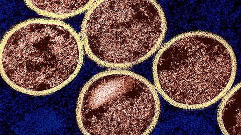 Close-up view of a single cell surrounded by numerous smaller cells, showcasing cellular structure and organization.