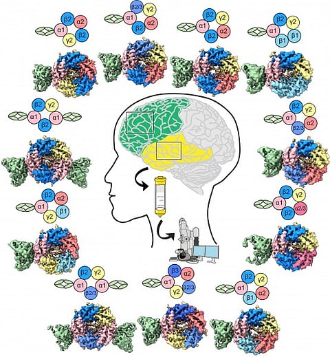  Jia Zhou in the Hibbs Lab at UC San Diego has mapped the structures of human brain receptors for the neurotransmitter GABA. 