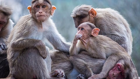 KFD has been spreading fast throughout Karnataka's Malnad, coastal districts & adjacent states along the Western Ghats.