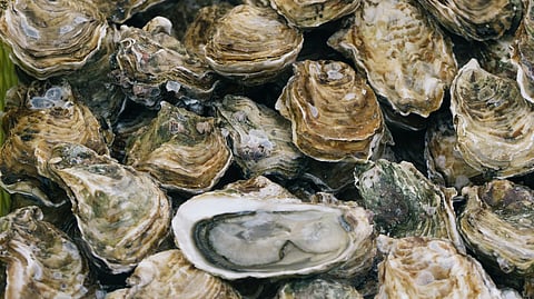 Australia- Scientists discover that oysters' blood (hemolymph) can exterminate bacteria.