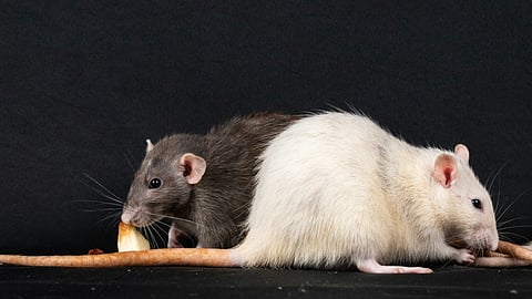 Rats stand side by side, illustrating the impact of high-fat diets on memory impairment in aged rats