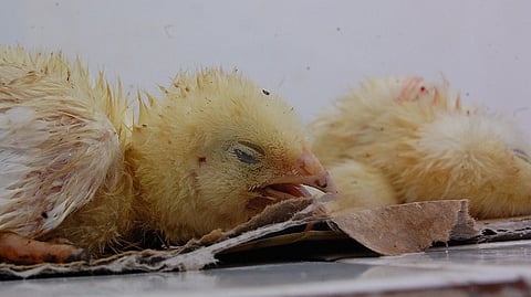 Recent cases have compelled forcible containment actions, including the killing of 5,500 birds in Ranchi last week.