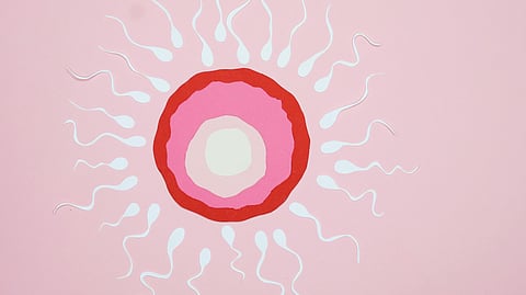 Paper Cutouts Illustration of Fertilization