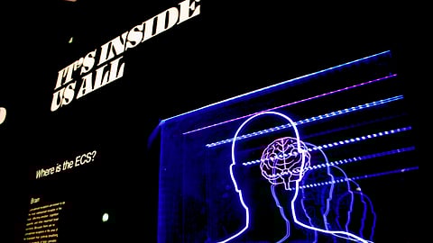 brain-structure-animated