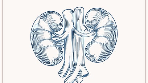 Hand drawn kidney drawing illustration