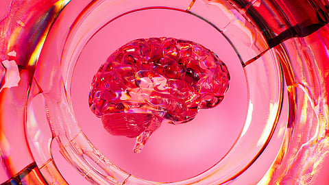 A lab grown brain organoid placed in a pinkish growth medium in a petri dish.