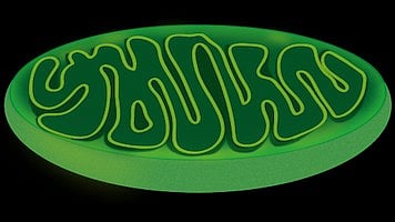 A picture of mitochondria in green color.