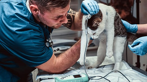 Cute cat on a medical examination at a veterinary clinic