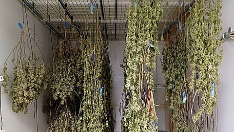 Cannabis leaves hanged to dry in a room from ceiling.