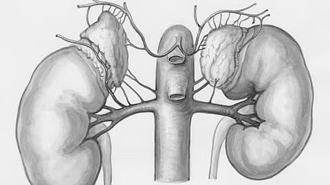 A drawing of the kidney