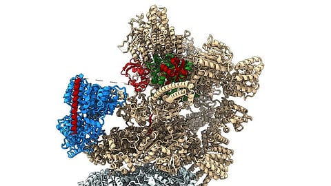 A 3D model of a protein structure, featuring red and blue colors, illustrating its complex molecular arrangement.