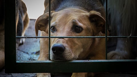 A dog looking visibly sad and distressed is lying inside the cage.