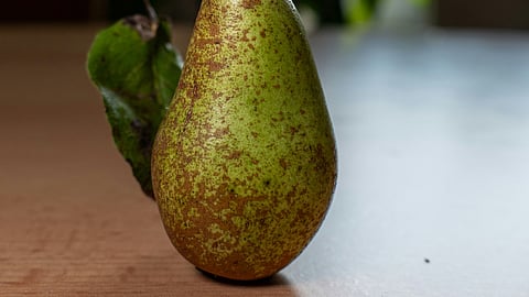 Brown colored spots on the surface of pear indicating Russet skin (brownish).