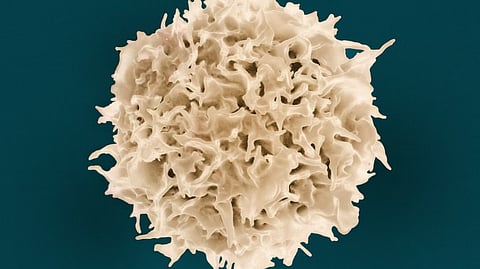 An image showing cellular proliferation were a beige colored cell is multiplying.