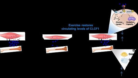 An illustration showing CLCF1circulating from muscle to bone and back to the muscle during exercise.