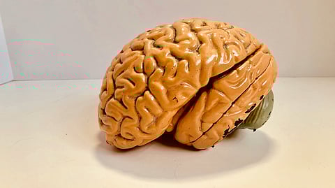 brain model