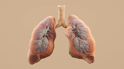 the image human lungs with trachea