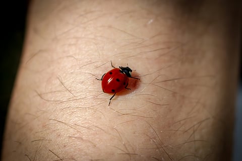 A red ladybug with black spots crawling on human skin.