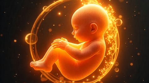 A graphical illustration of human embryo