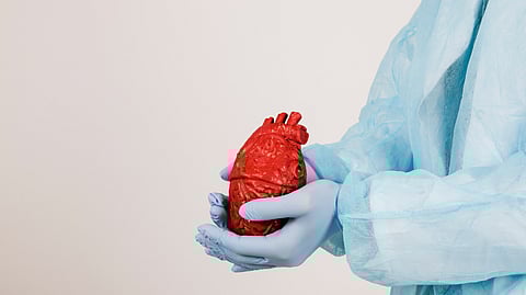 Close-up of a surgeon in blue scrubs and gloves holding a model of a human heart.