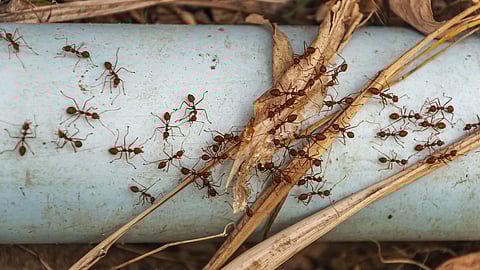 Image depicting ants crawling on a dry leaf and white surface.
