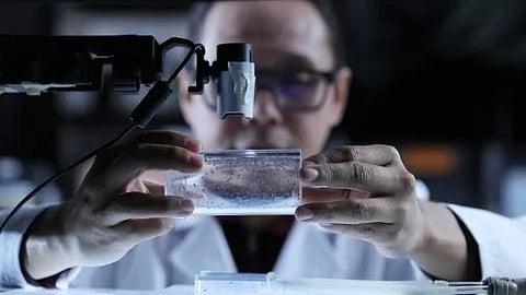 Paul Sabandal, research assistant professor in UTEP’s Department of Biological Sciences examines fruit flies under a microscope.