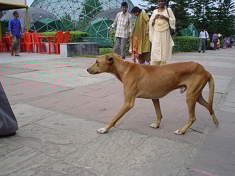 Indian local breed dog on street