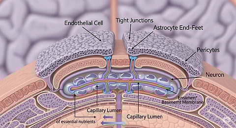 Image illustrating the blood-brain barrier showing its key components.