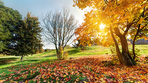 A scenic image showing fall colors with yellow leaves on trees.
