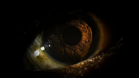 a closeup picture of the human eye