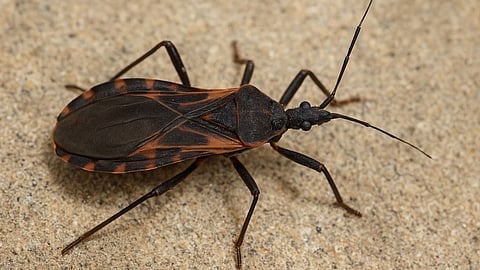 a kissing bug