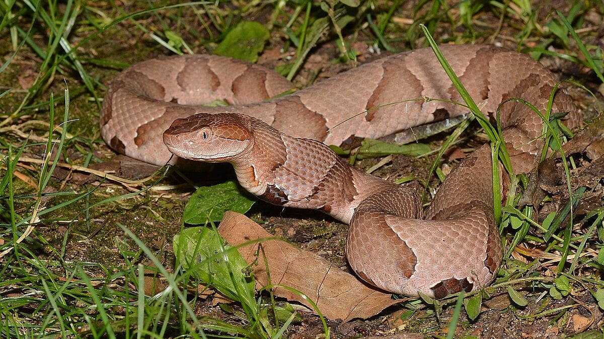 North Carolina Daycare Copperhead Bite Highlights Child Snakebite Risk