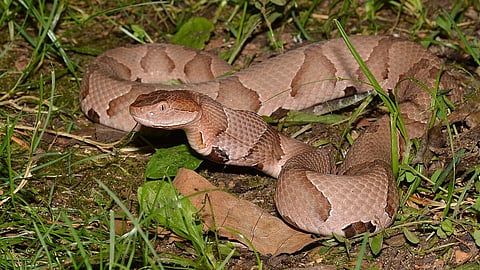 A copperhead snake on the ground.