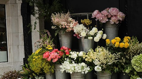 Flowers kept in buckets, arranged in flower shop.